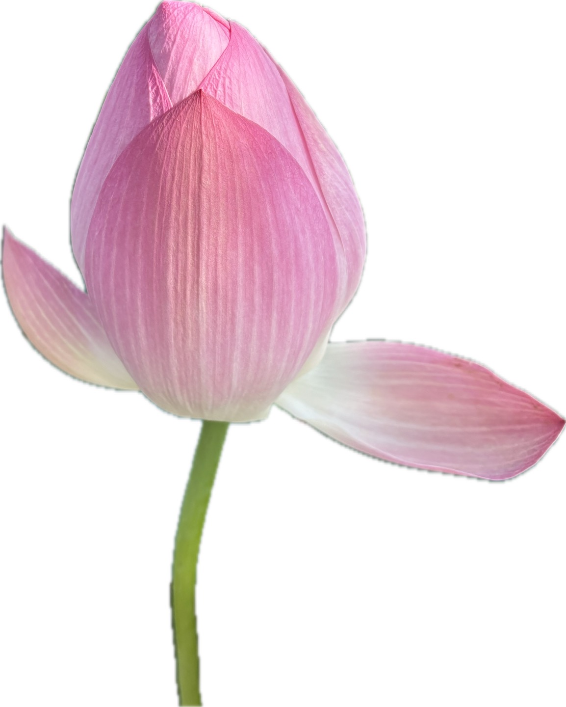 연잎